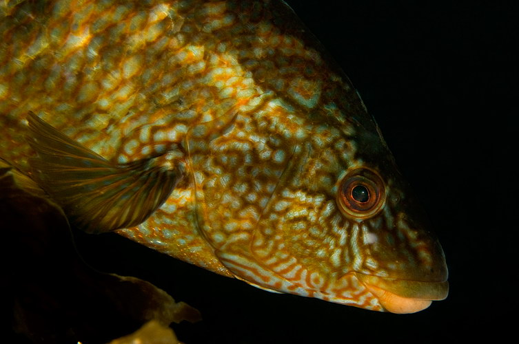 Labrus bergylta 2